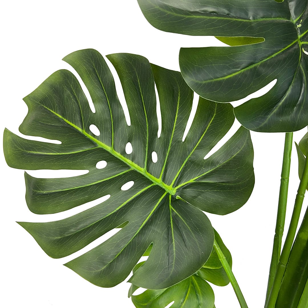 Monstera Exclusive