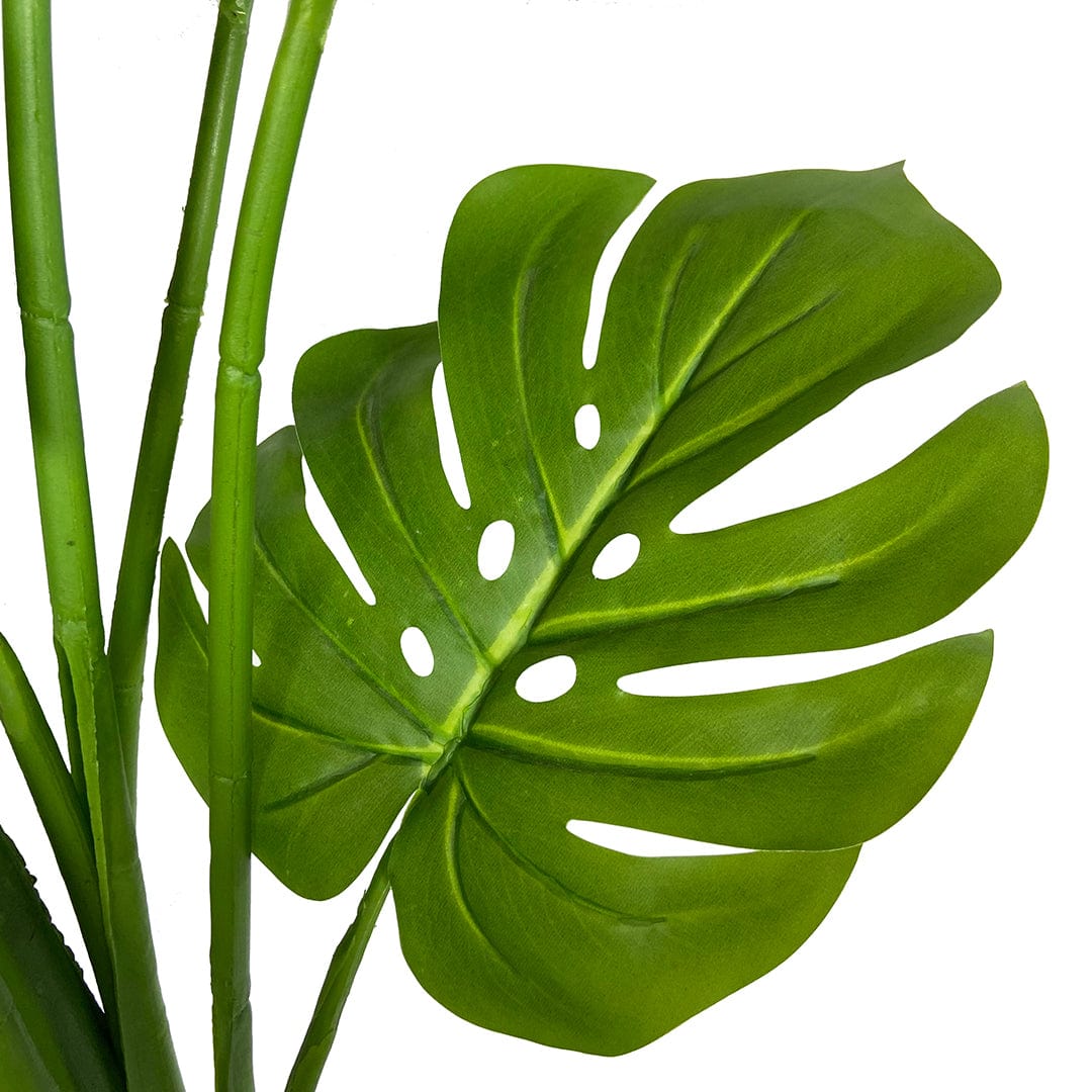 Monstera Exclusive