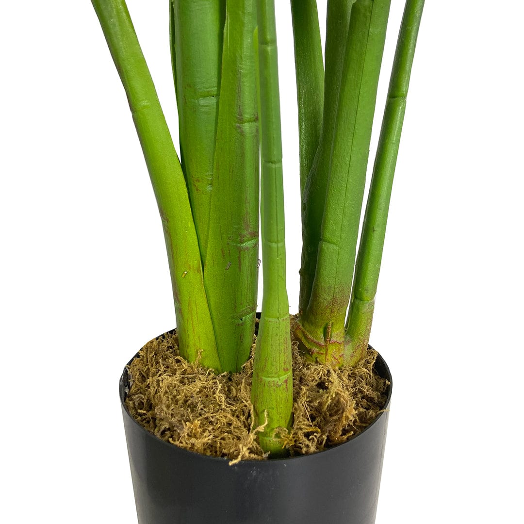 Monstera Exclusive