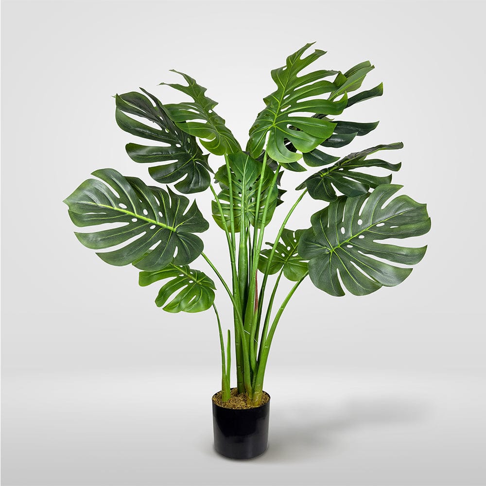 Monstera Exclusive