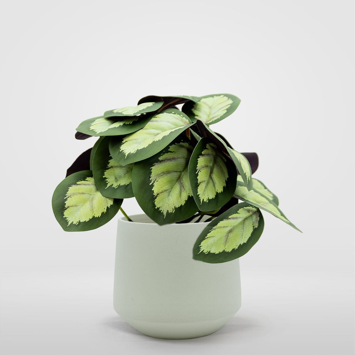 Calathea mini