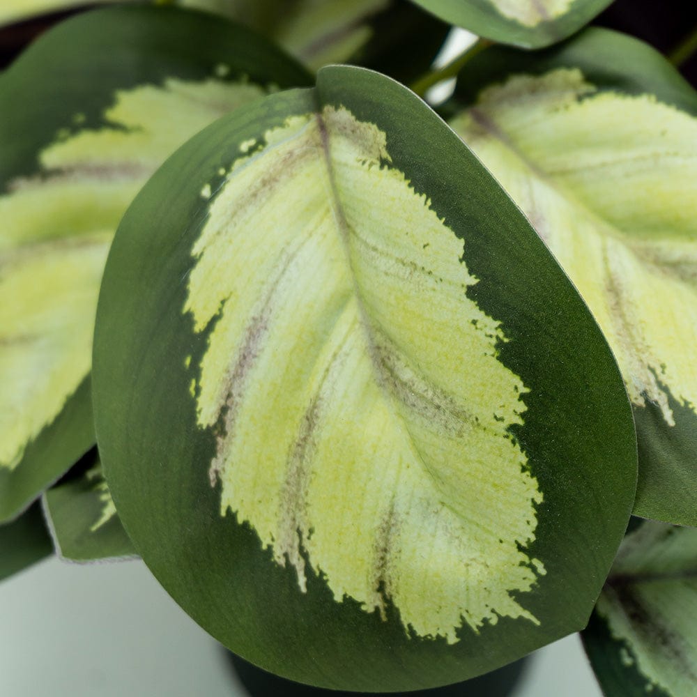 Calathea mini