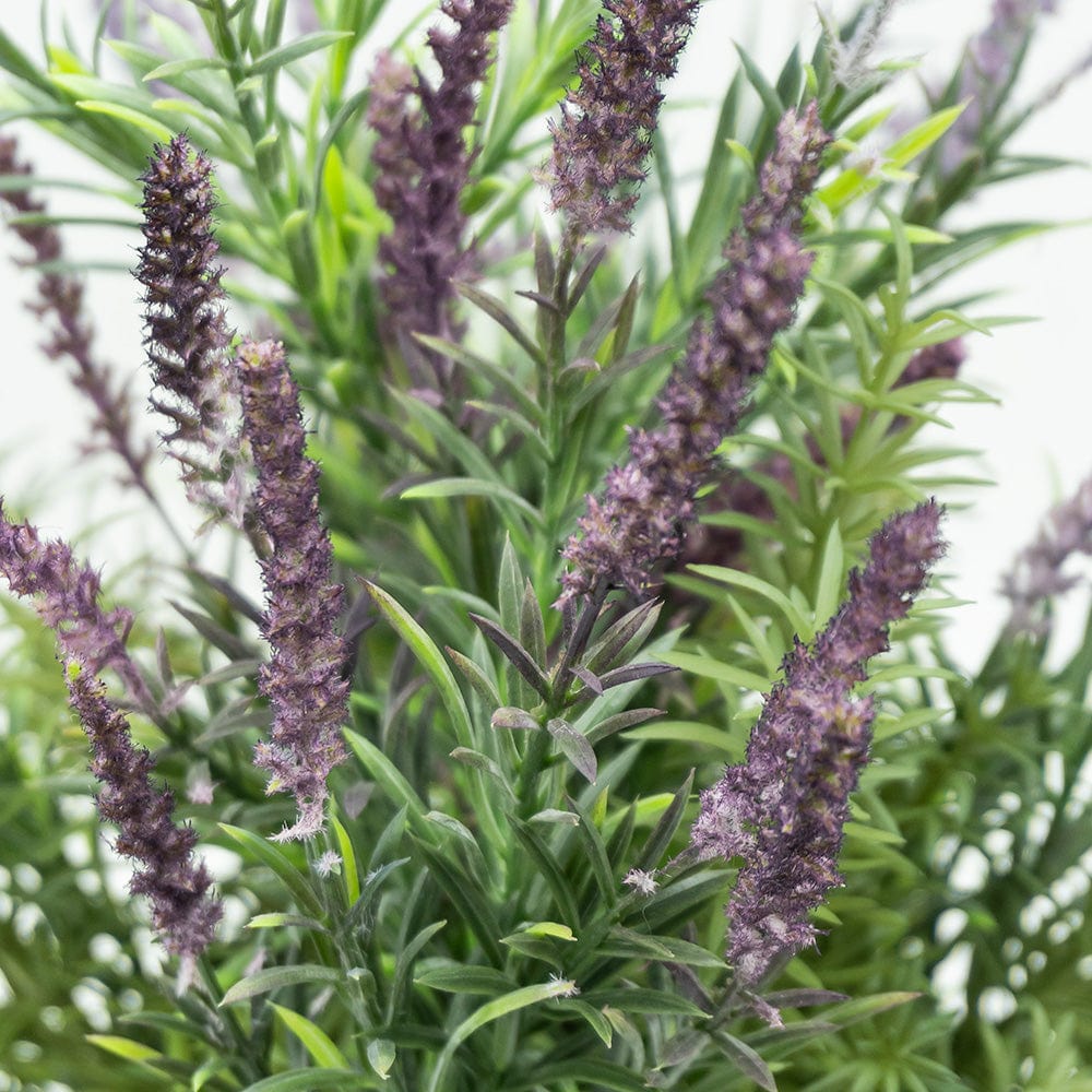 Lavanda