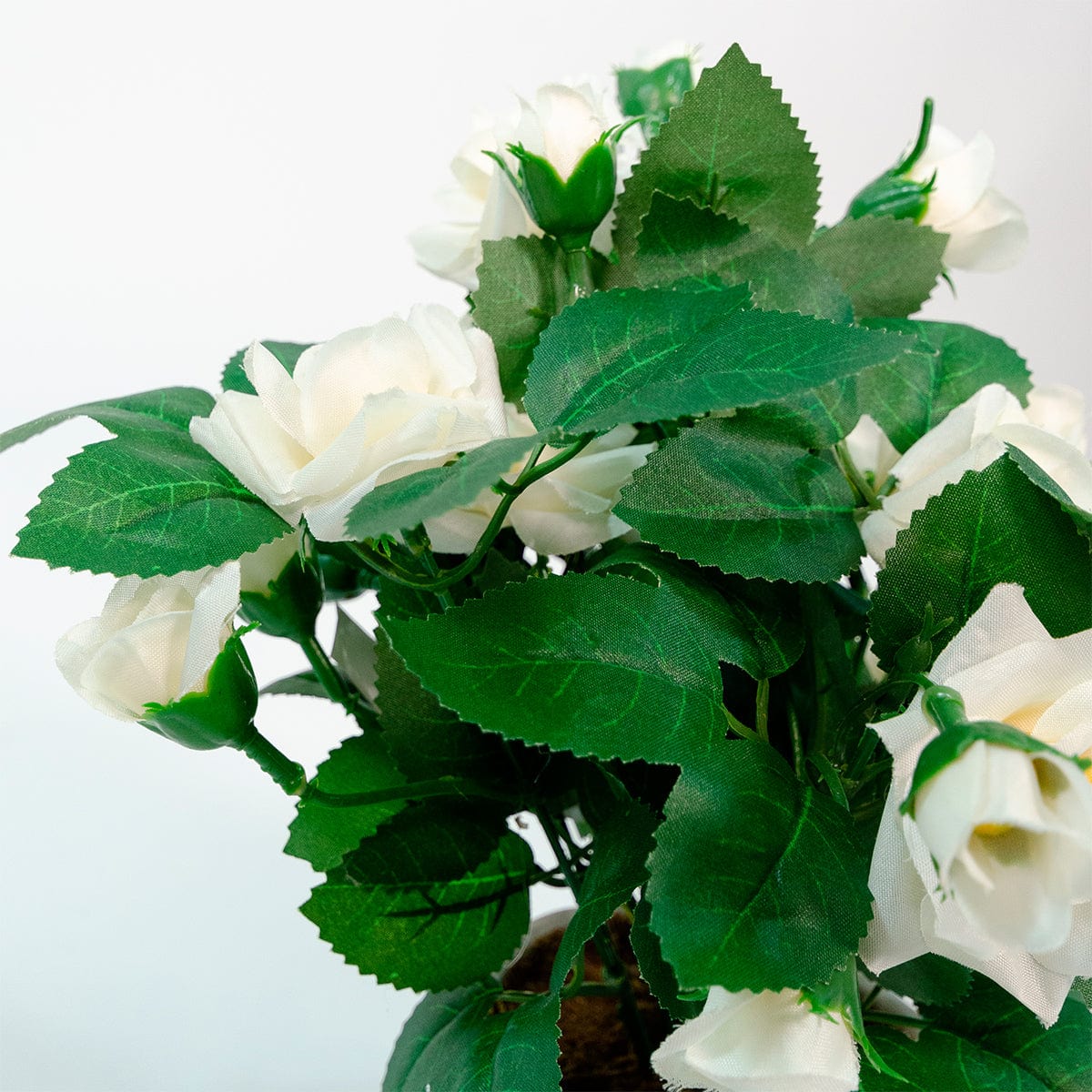 Mini White Rose Bush