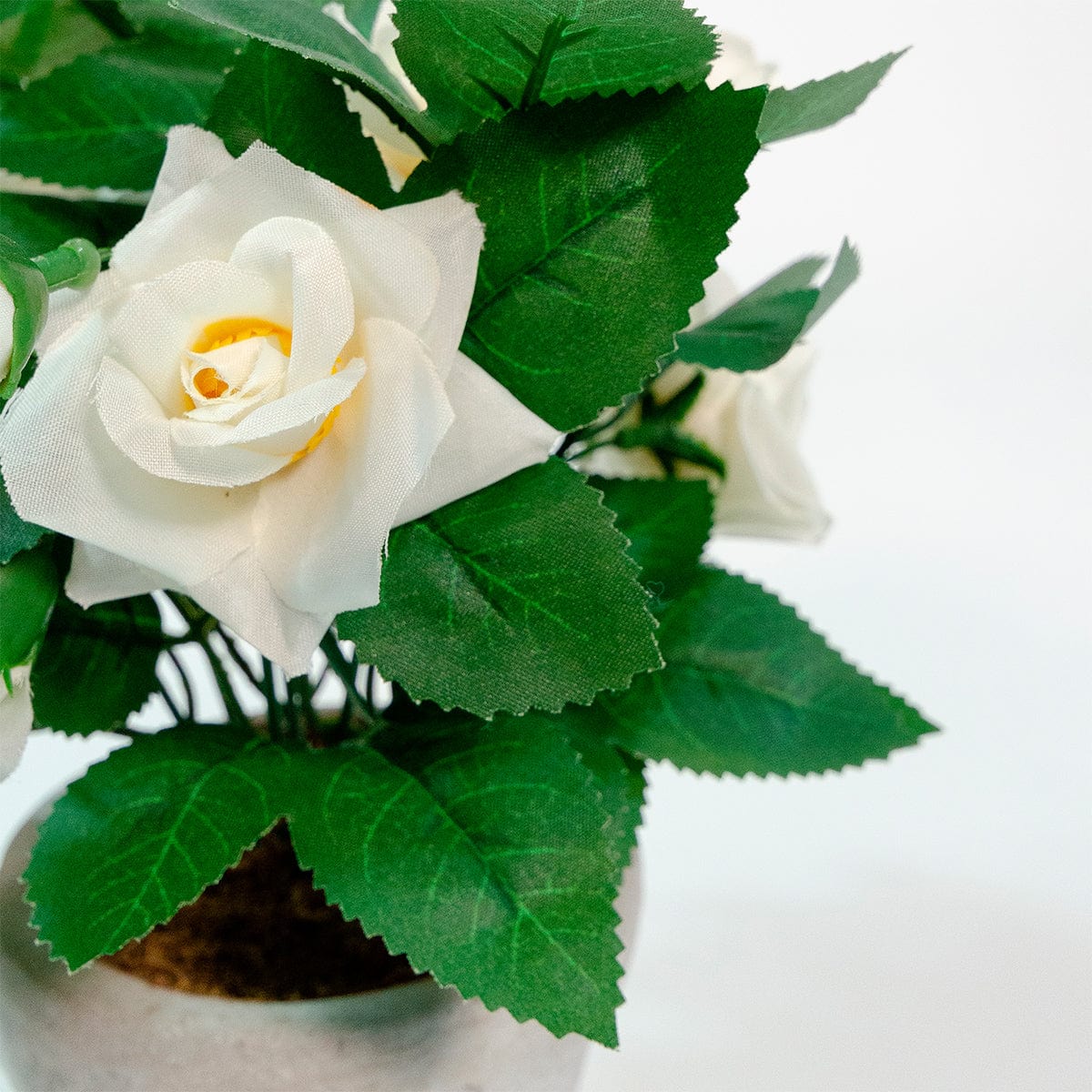 Mini roseto bianco