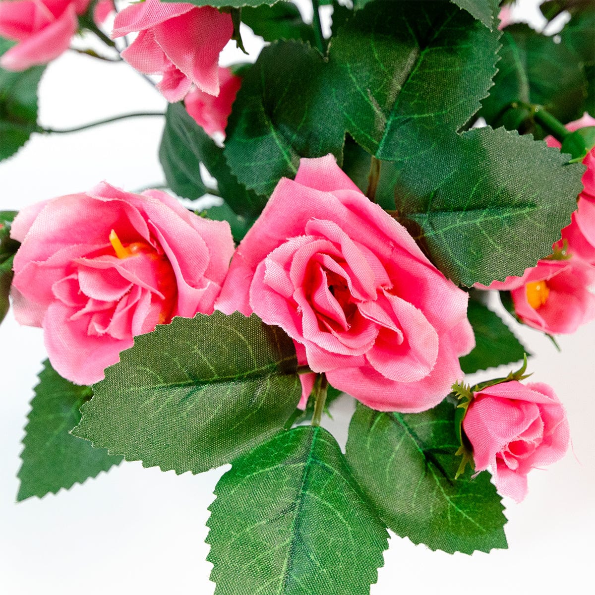 Mini pink rose bush