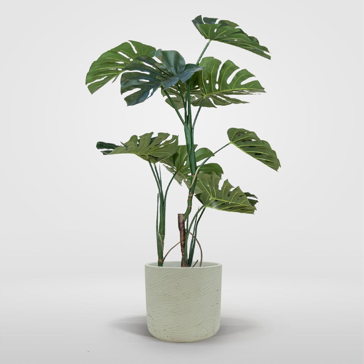 Monstera Delux M