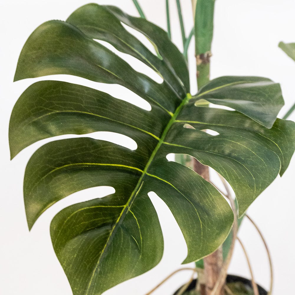 Monstera Delux M