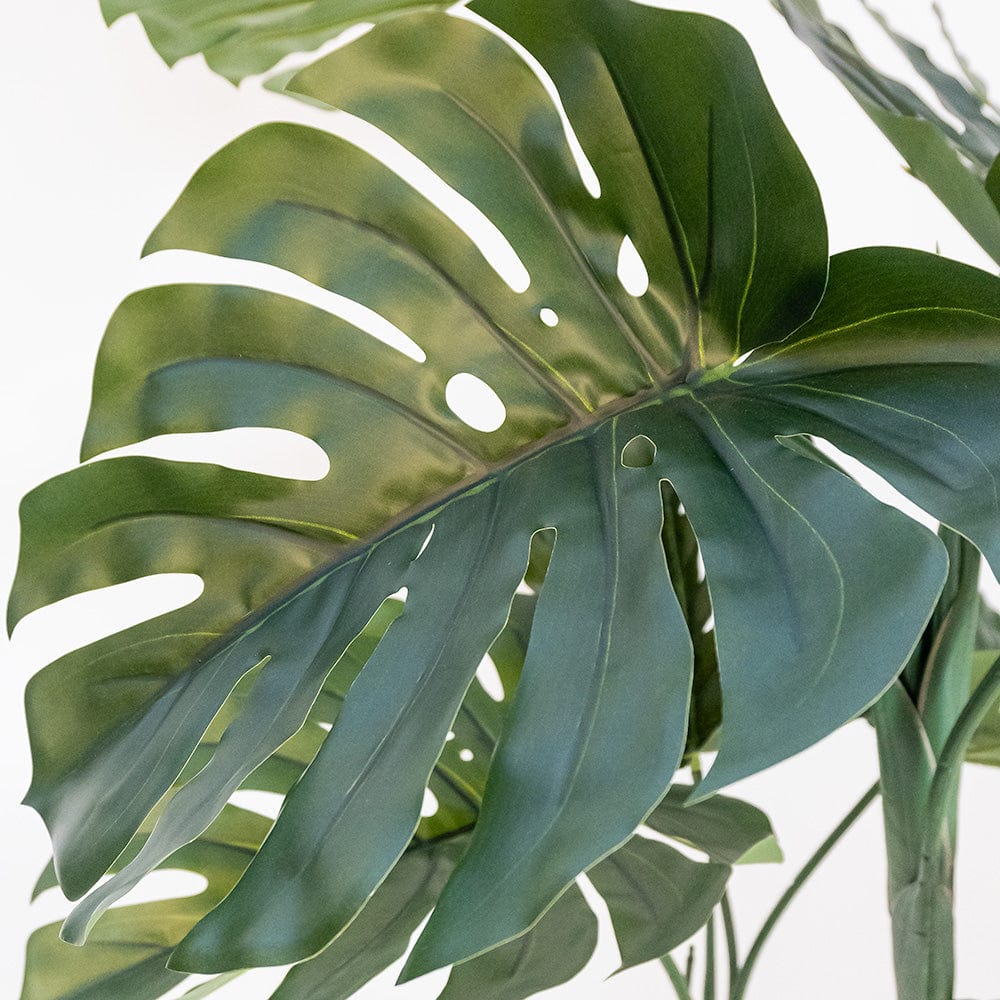 Monstera Delux M