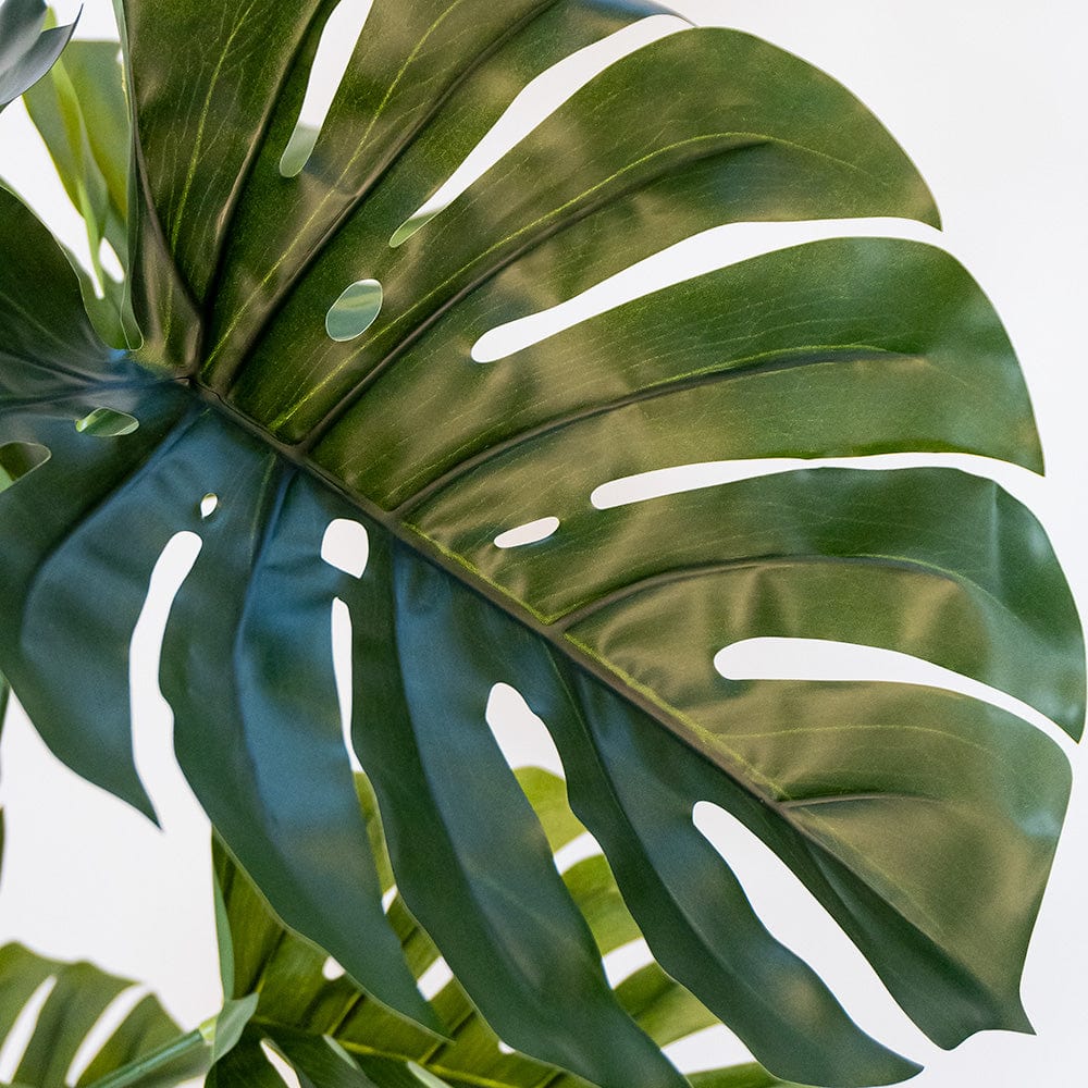 Monstera Delux L