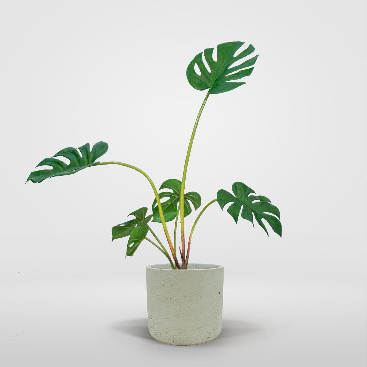 Monstera Philo S