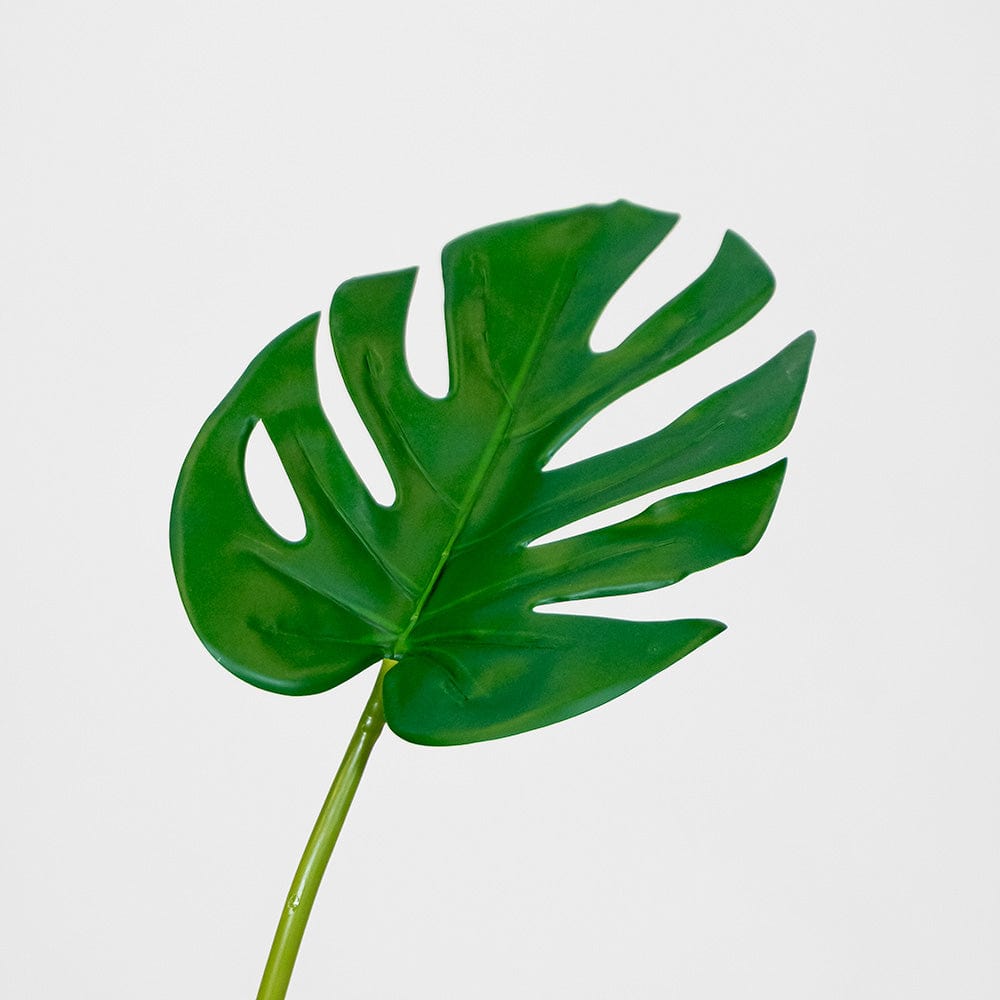 Monstera Philo S