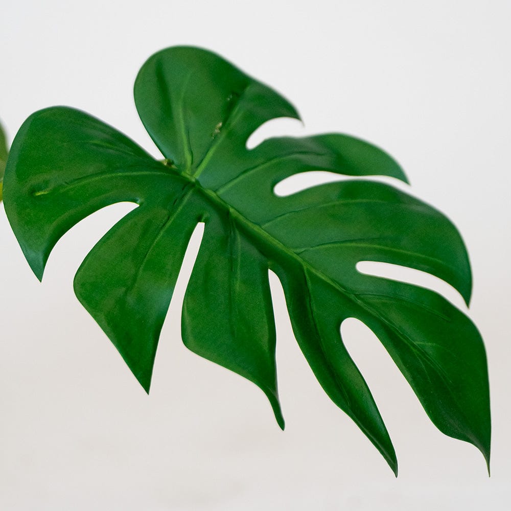 Monstera Philo S