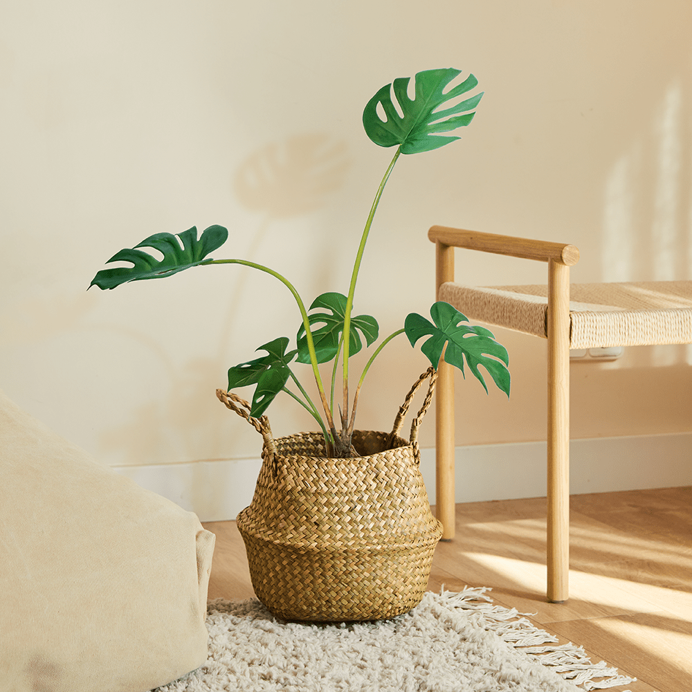 Monstera Philo S