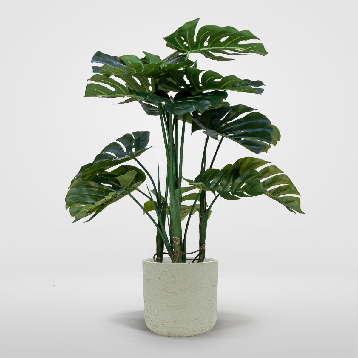 Monstera Delux S