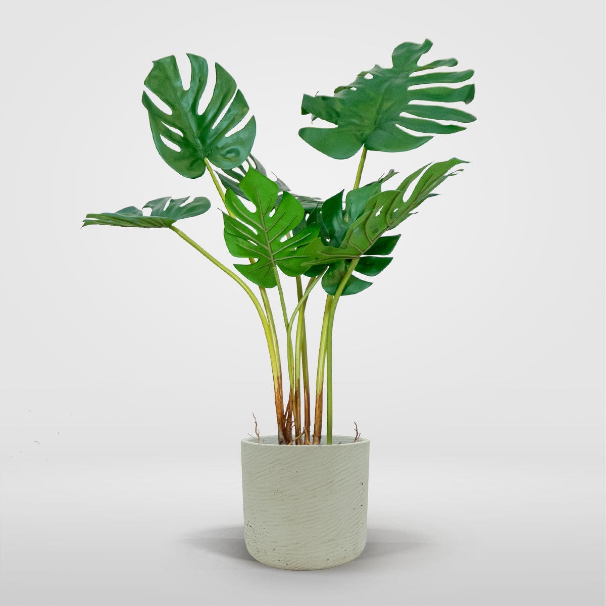 Monstera Philo L