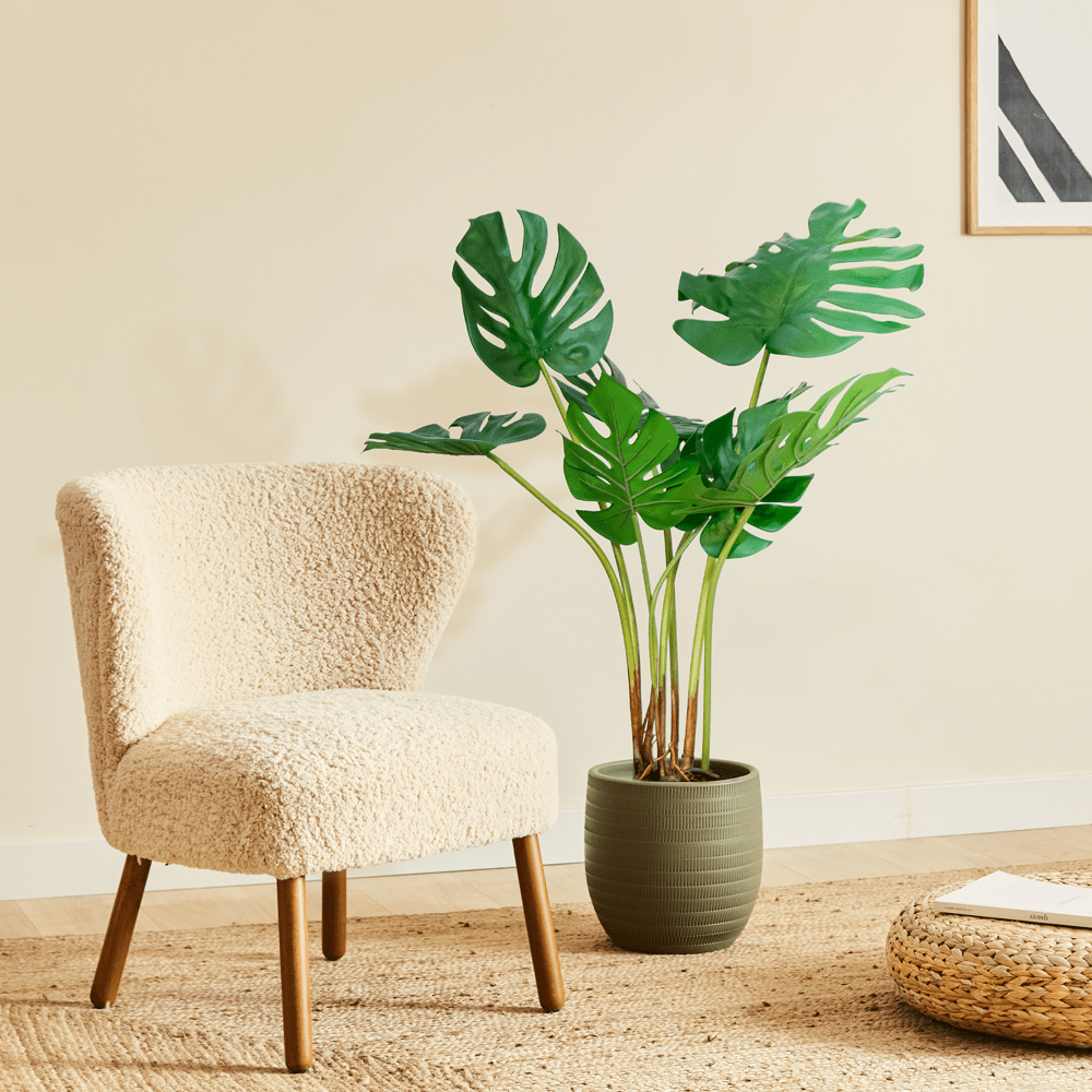 Monstera Philo L