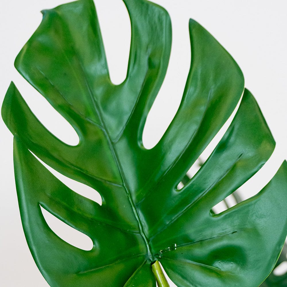 Monstera Philo L