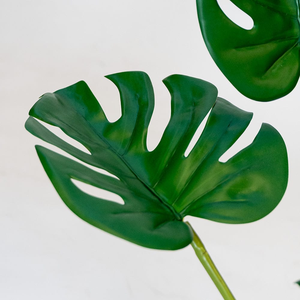 Monstera Philo L