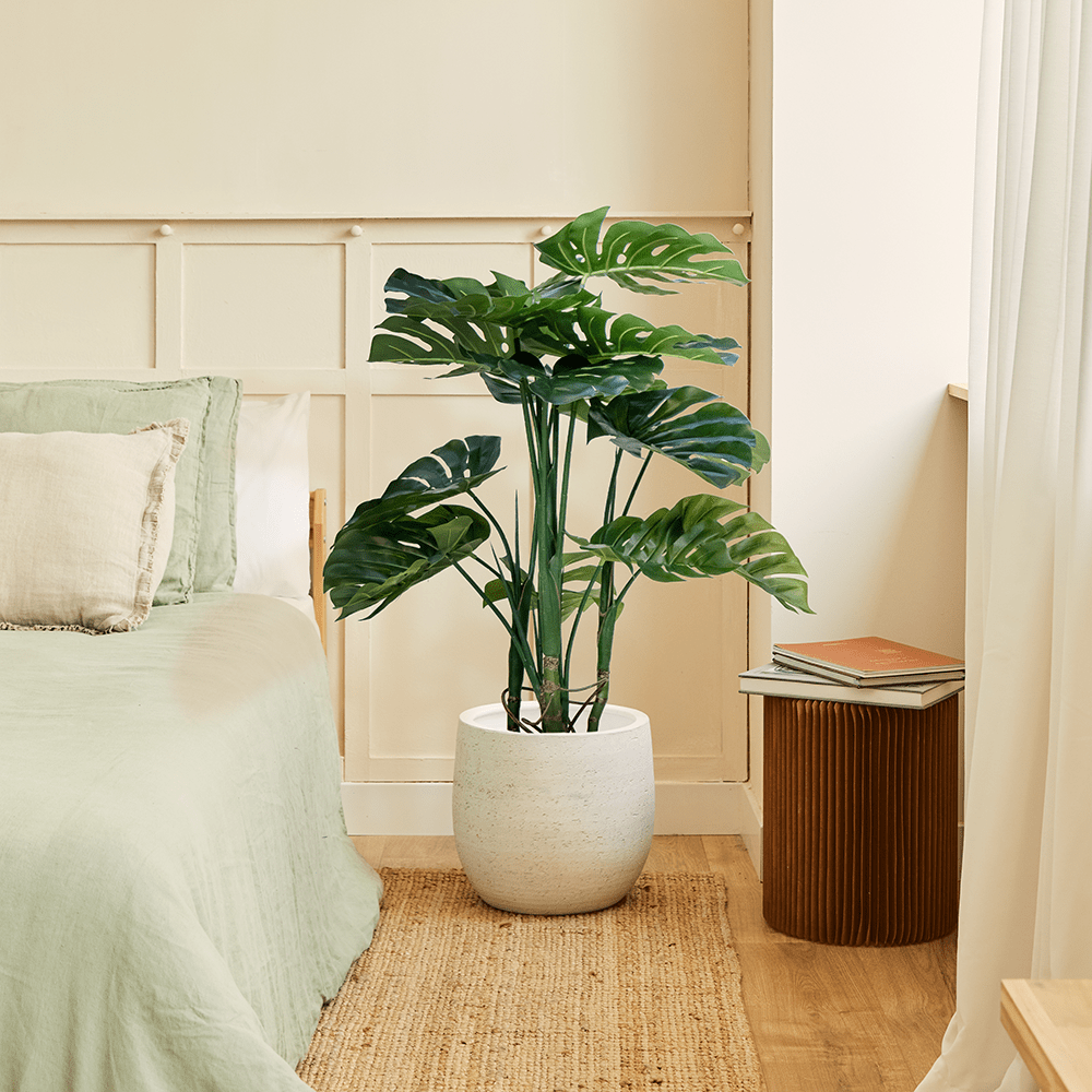 Monstera Delux S