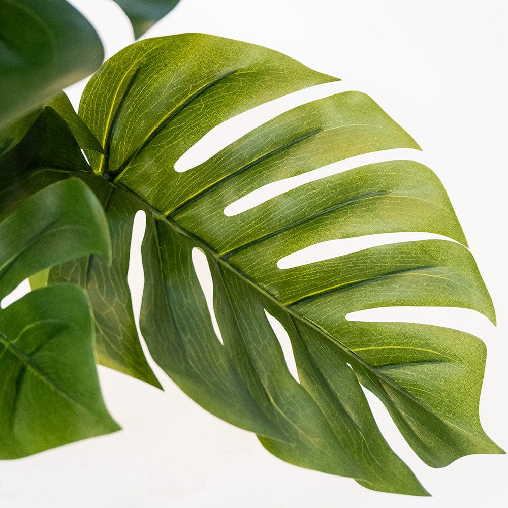 Monstera Delux S