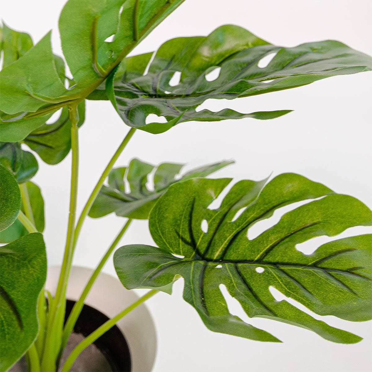 Monstera Mini