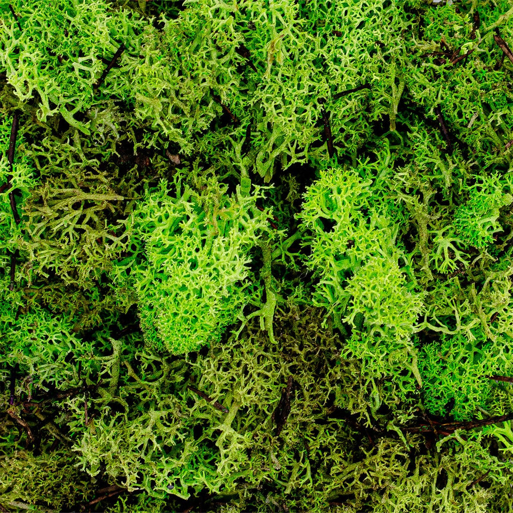 Musgo vivo Musgo de seda ondulado / Musgo de algodón de hojas onduladas  Plagiothecium Undulatum para terrarios, jardines de musgo, bonsái -   España
