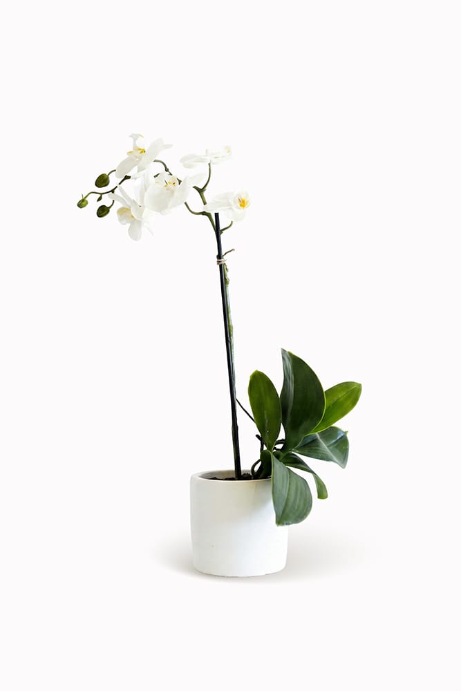 Orquídea Mística Blanca