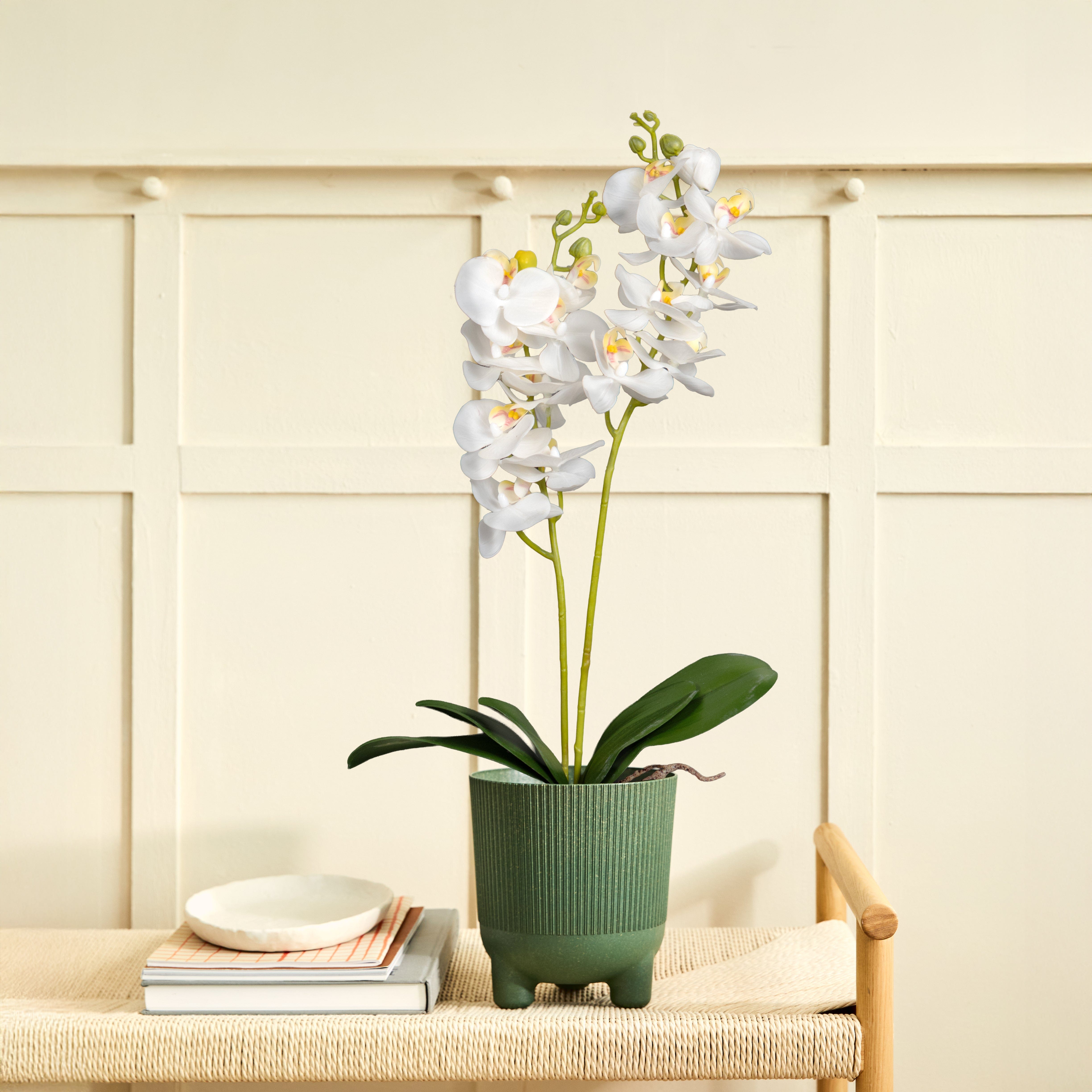 Orquídea Duo Blanca