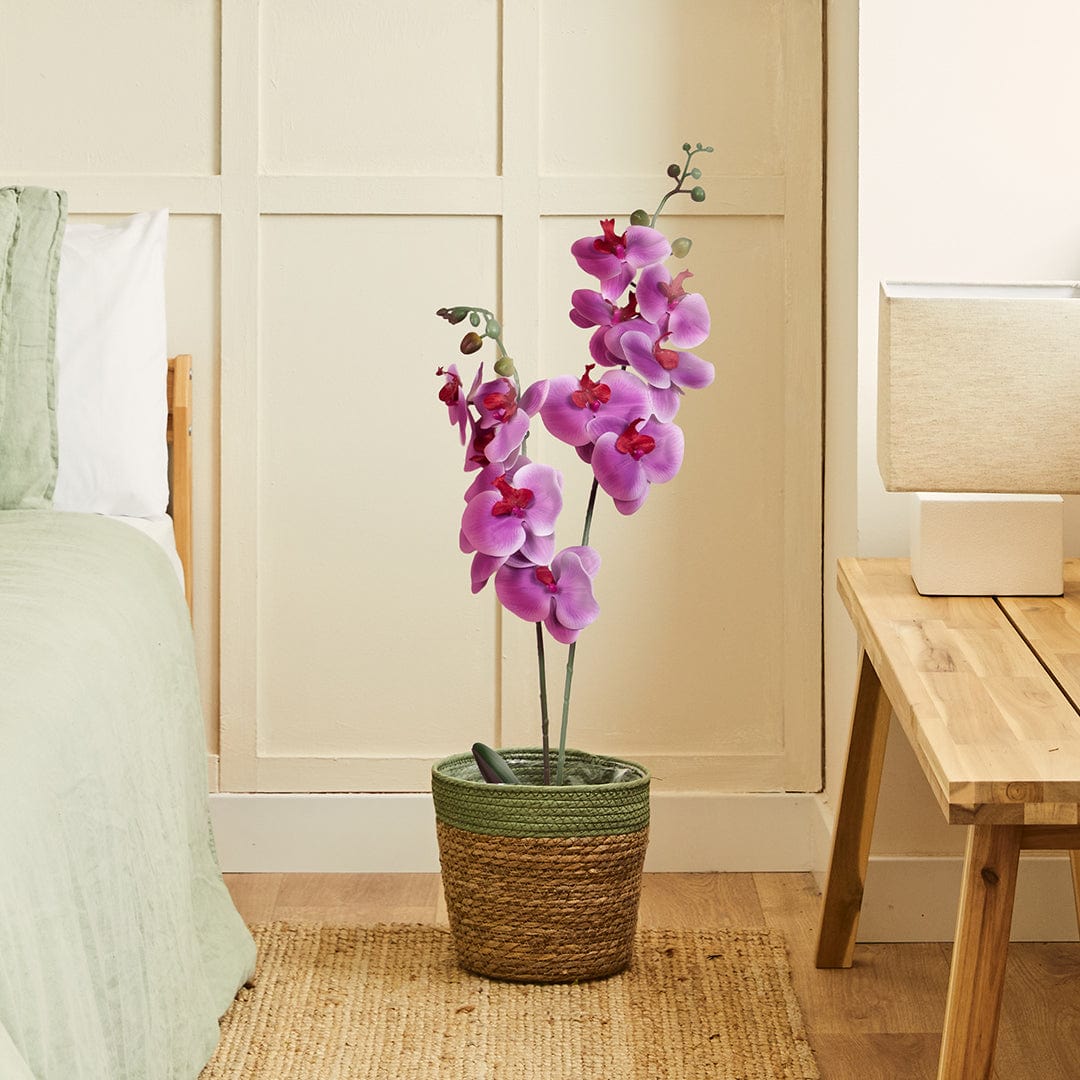 Orquídea Duo Fucsia