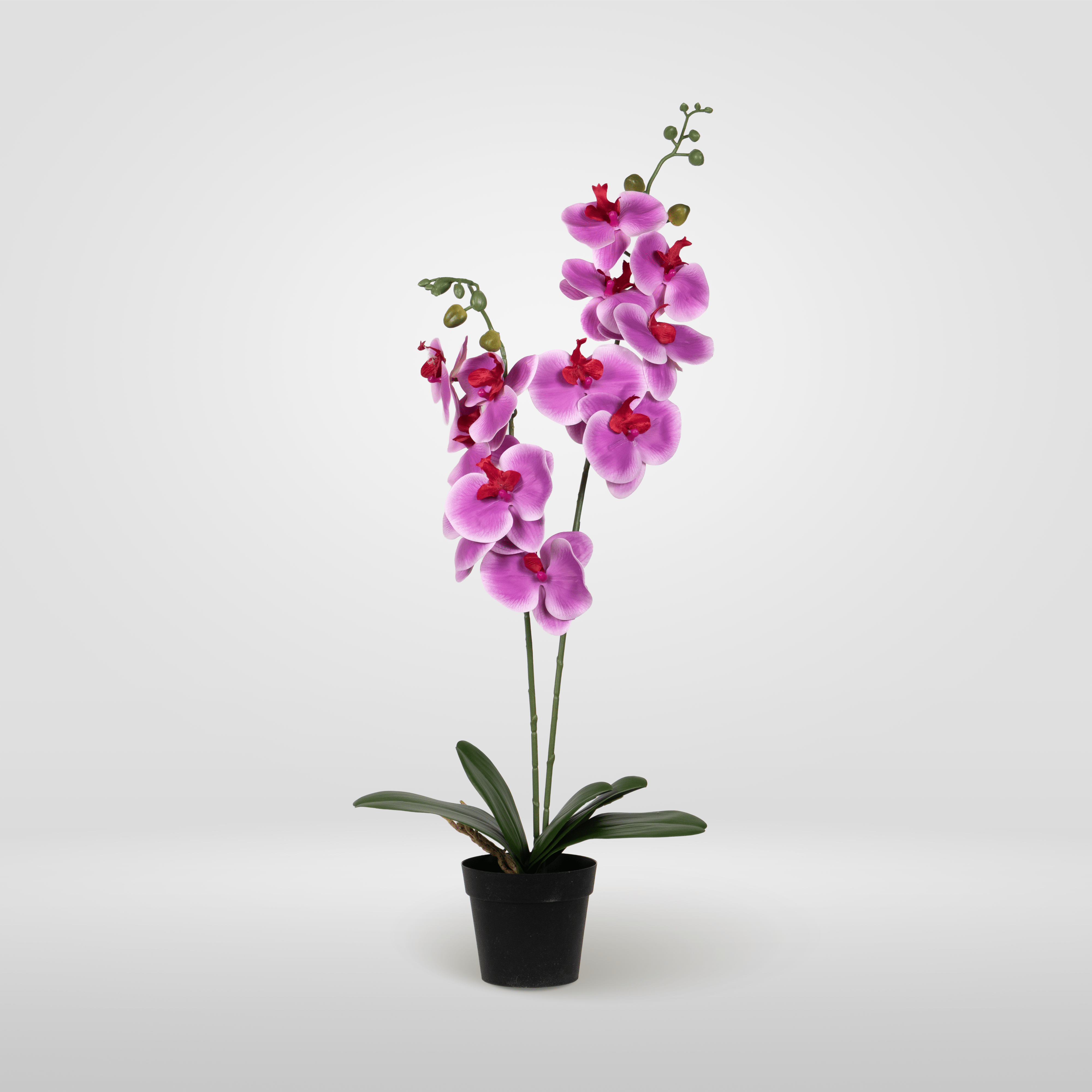Orquídea Duo Fucsia