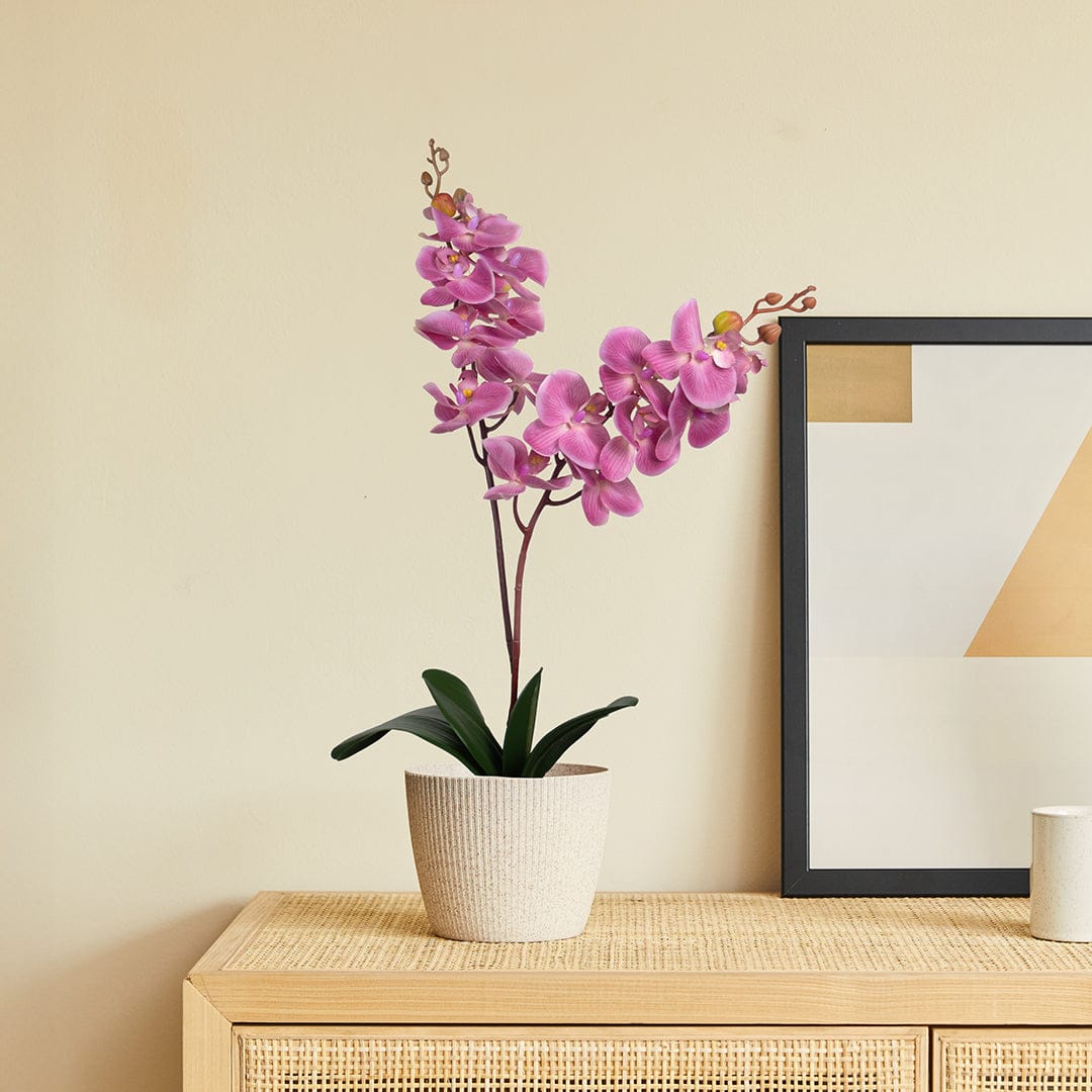 Orquídea Single Bubble