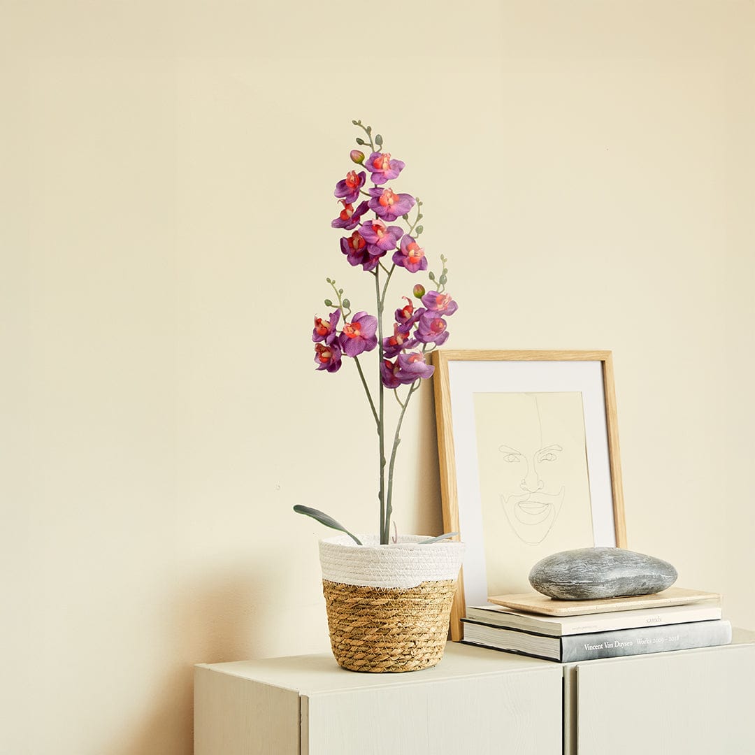 Orquídea Single Fucsia