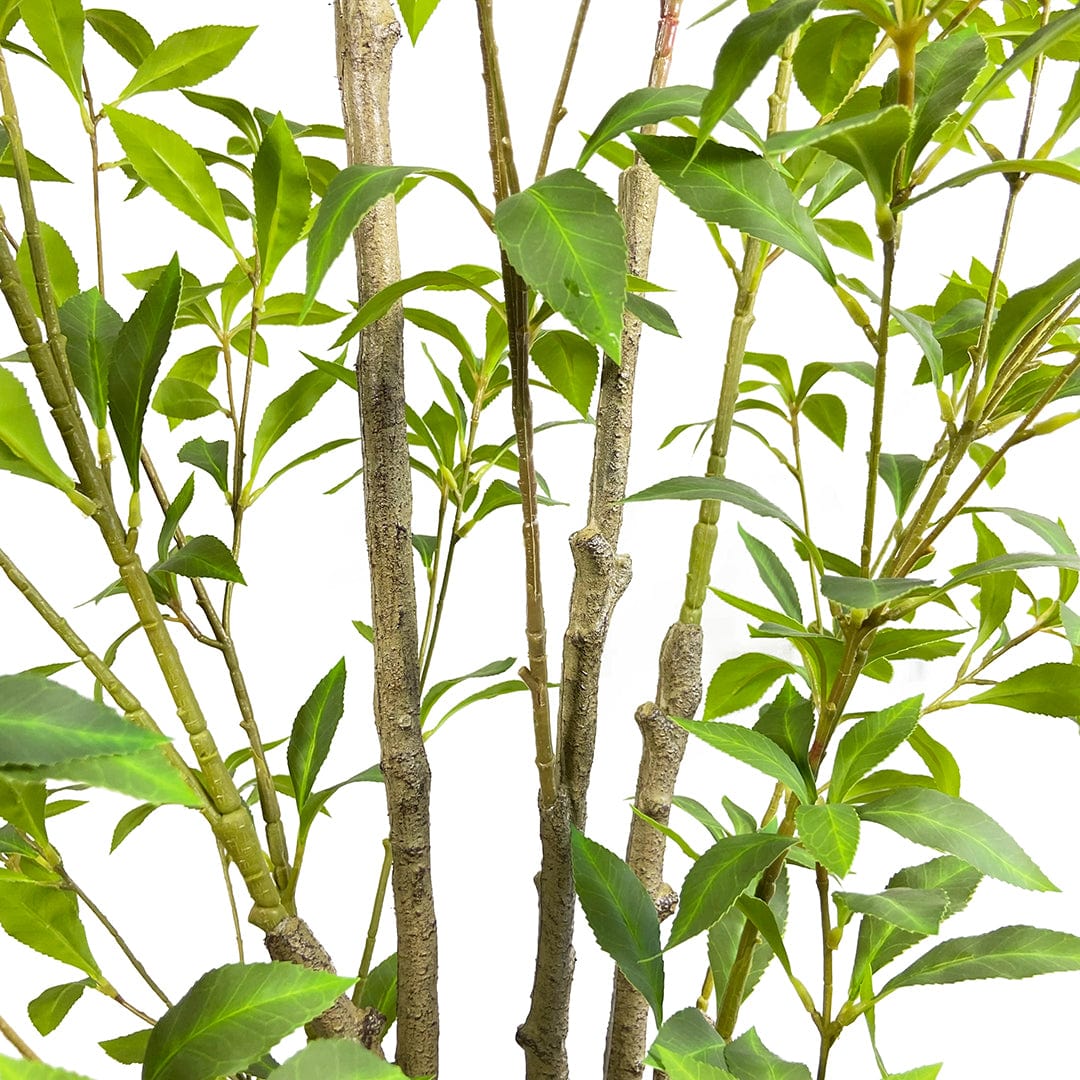 Lirio Japonés