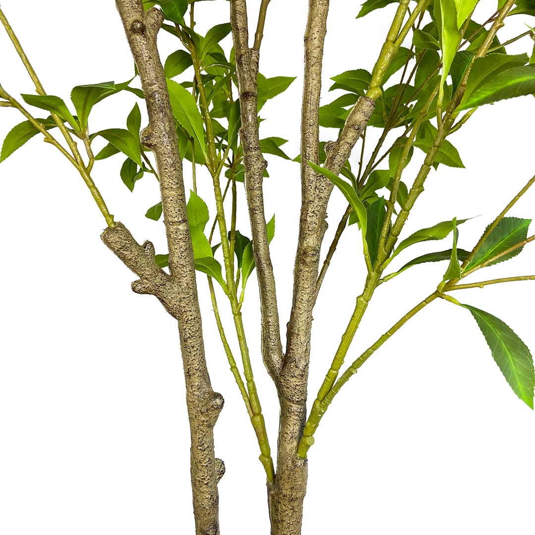 Lirio Japonés