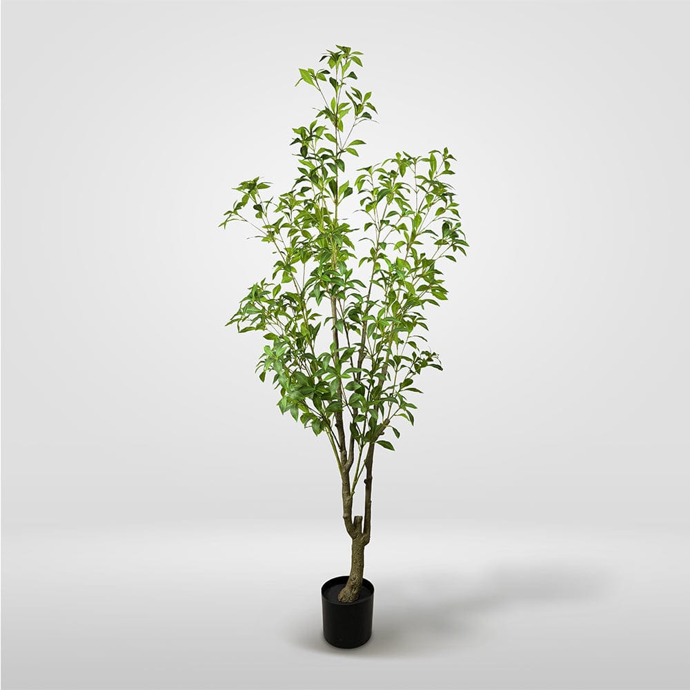 Lirio Japonés