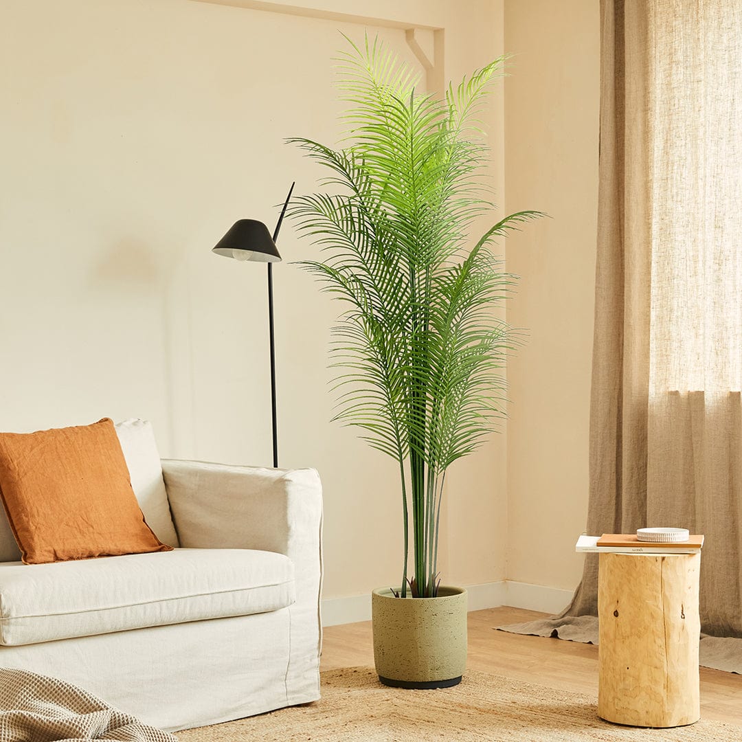 Palmera Mariposa