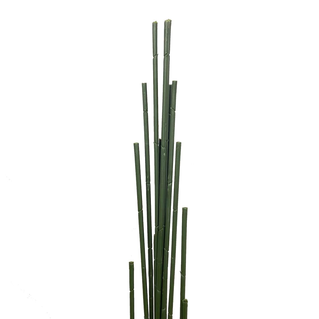 Palmera Mariposa
