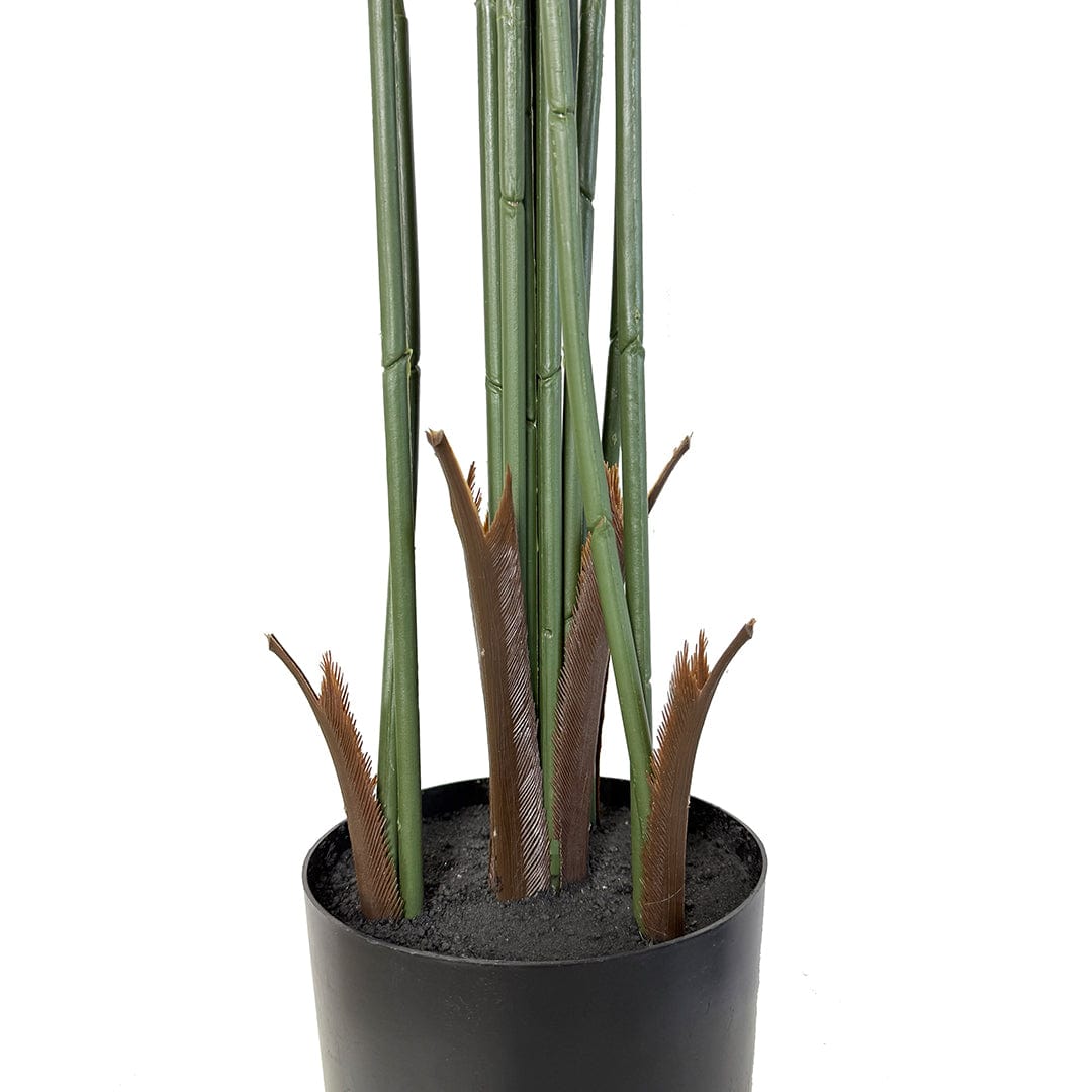 Palmera Mariposa