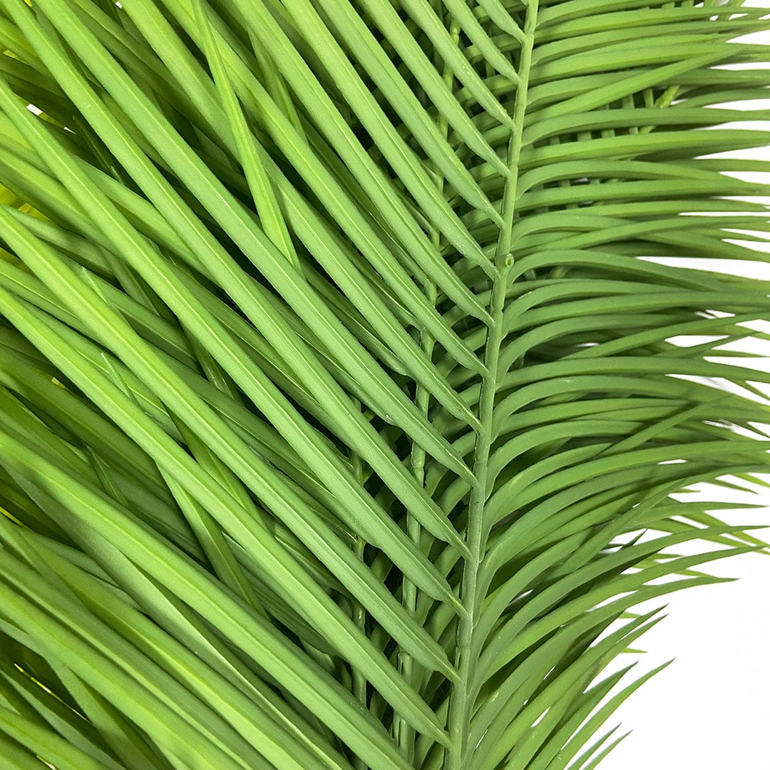 Palmera Mariposa