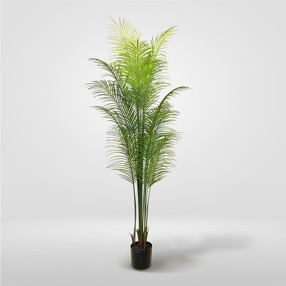 Palmera Mariposa