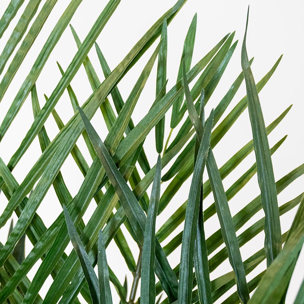 Palmera León