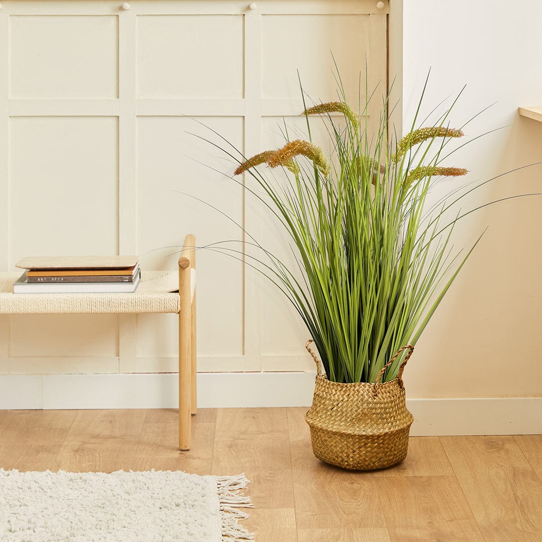 Gramínea Pennisetum