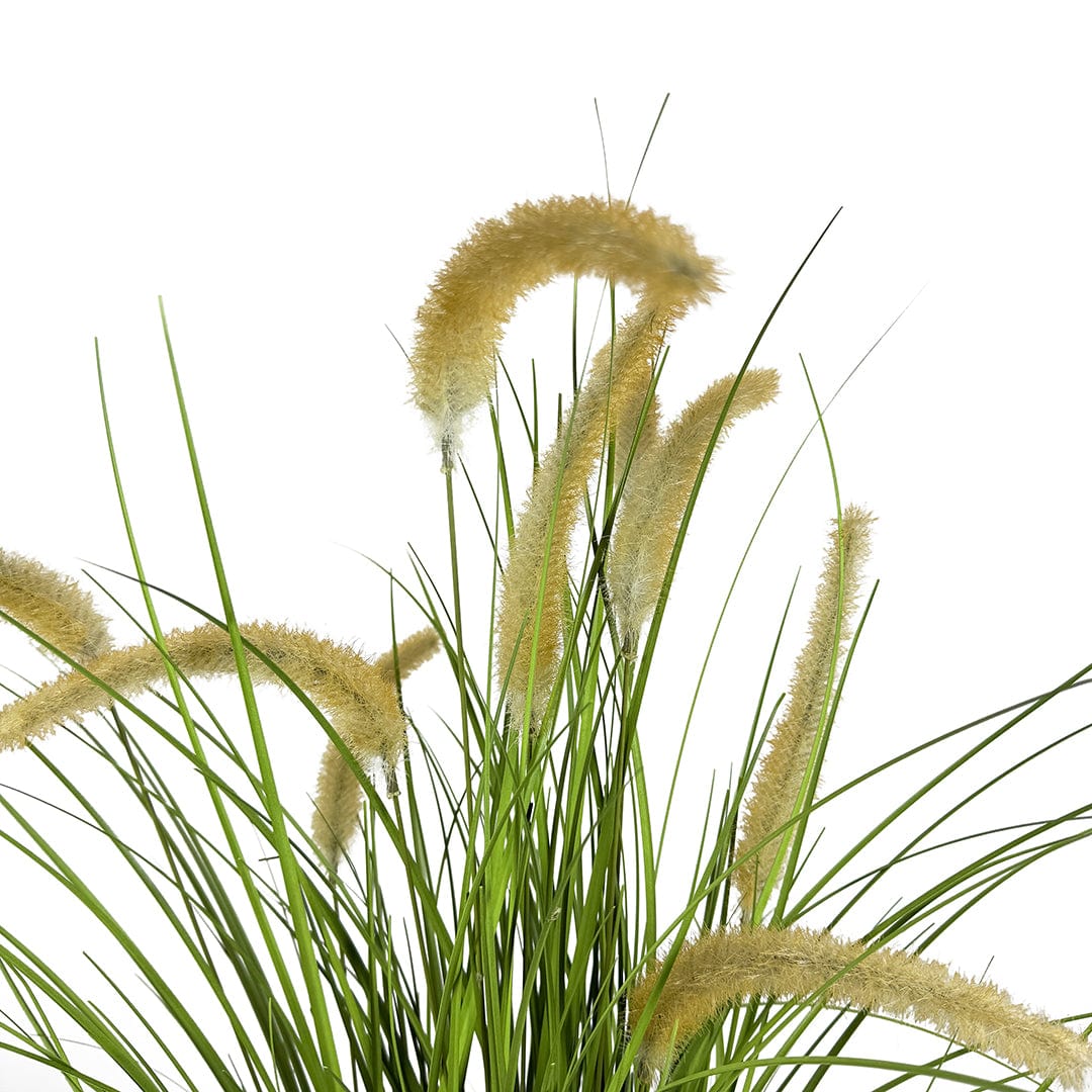 Gramínea Pennisetum