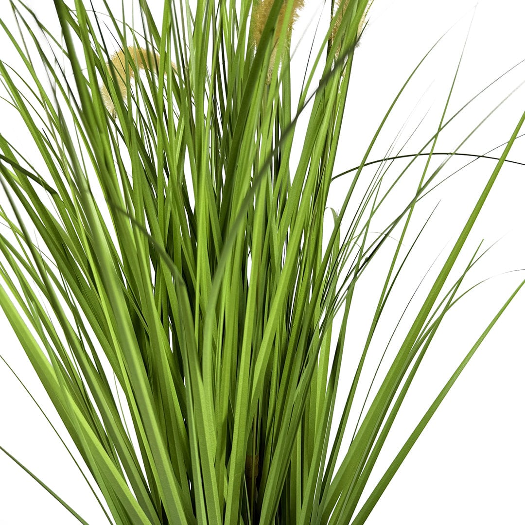 Gramínea Pennisetum