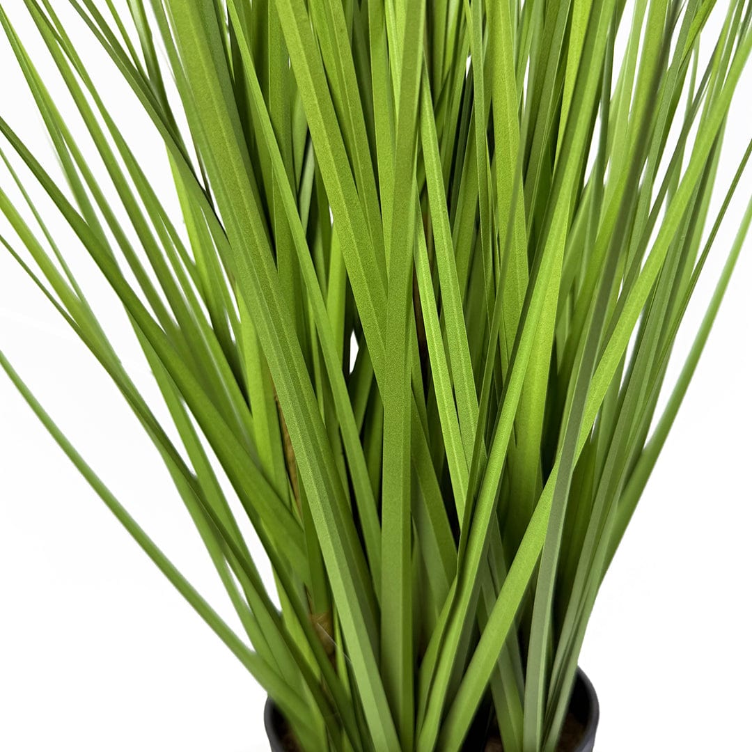 Gramínea Pennisetum