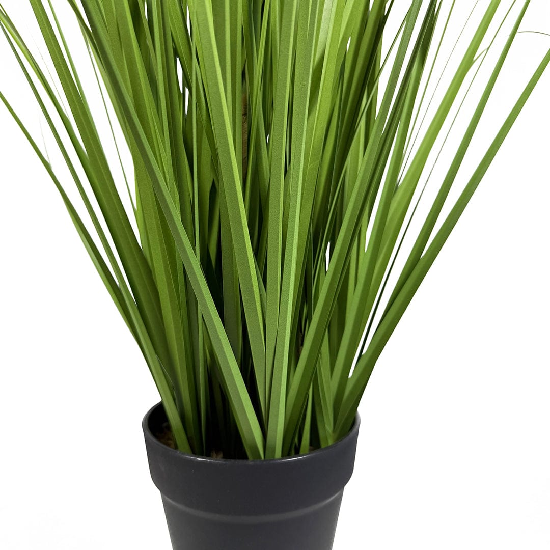Gramínea Pennisetum