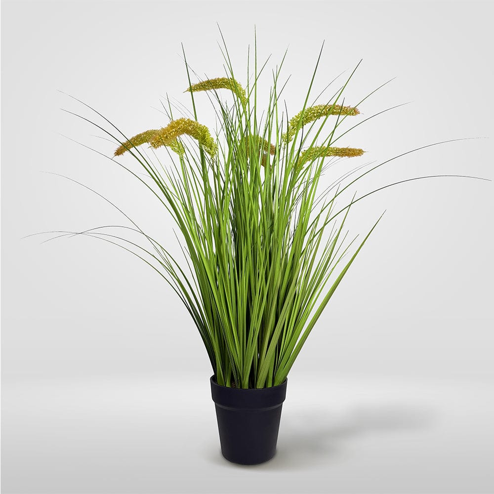 Gramínea Pennisetum