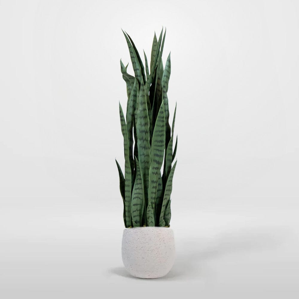 Sansevieria Verde