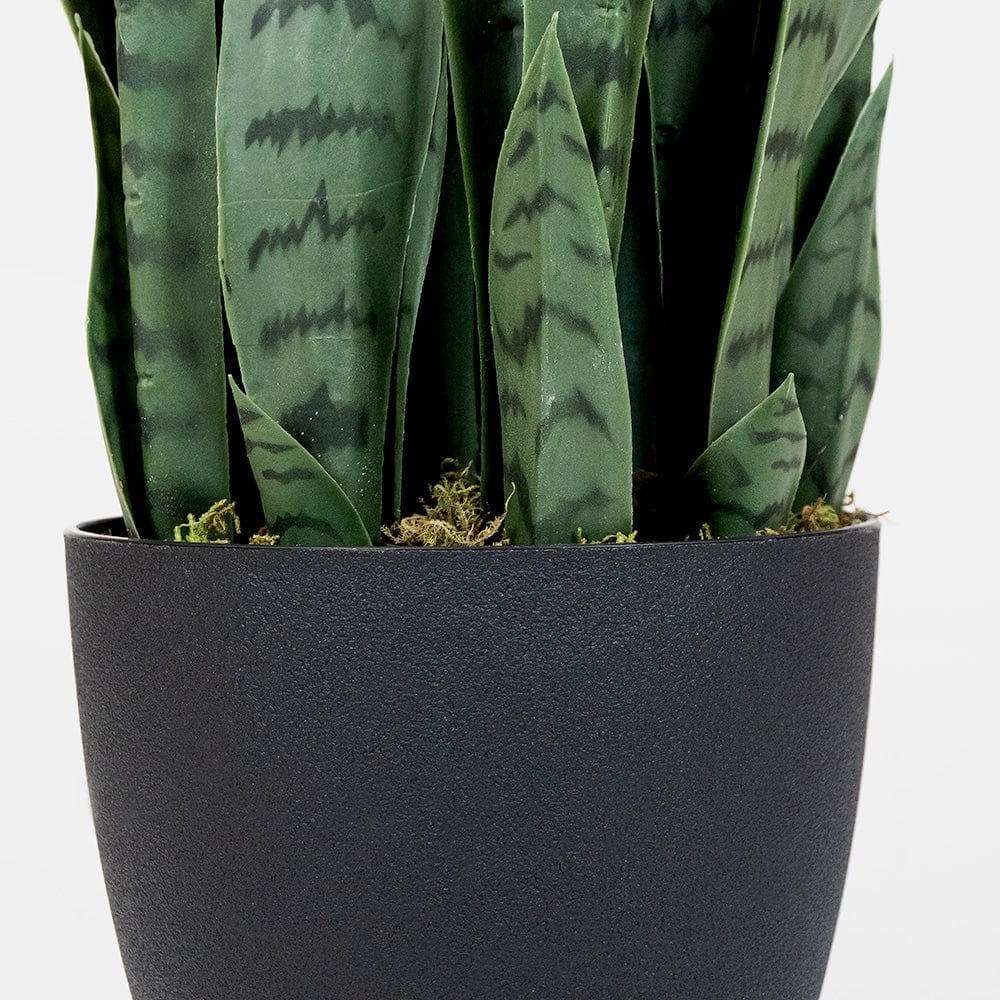 Sansevieria Verde